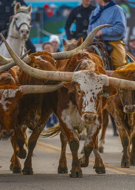 Fort Worth Stock Show Parade A Spectacular Display Of Western