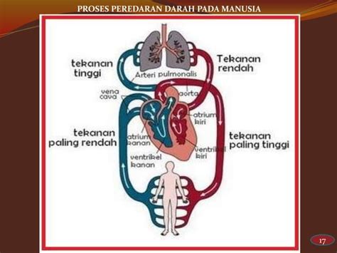 Ppt Sistem Sirkulasi Darah Manusia Ppt