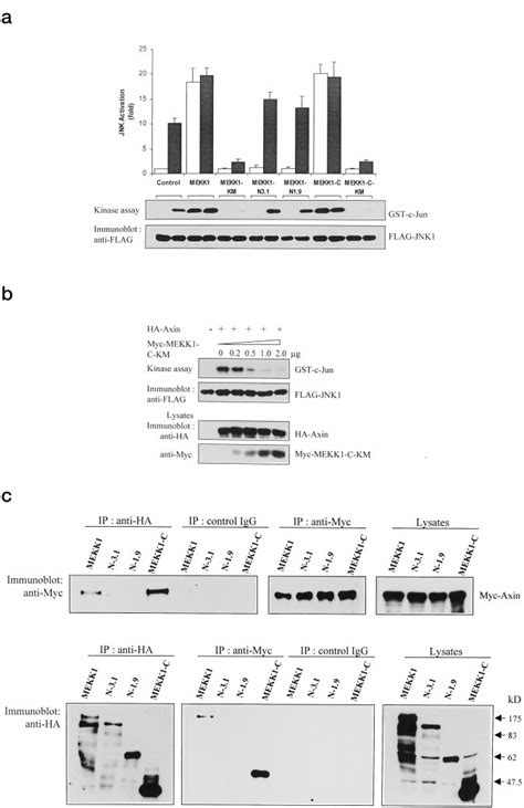 Inhibition Of Axin Mediated JNK Induction By The Catalytic Inactive