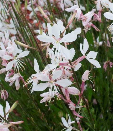 Gaura Lindheimeri Belleza White