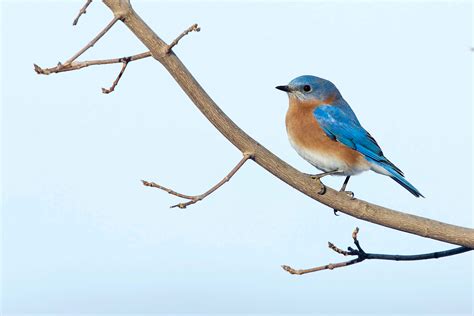 Eastern Bluebird Audubon Field Guide