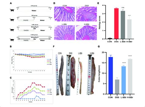 Bbr Exerted Protective Effects In Dss Induced Ibd A Graphical