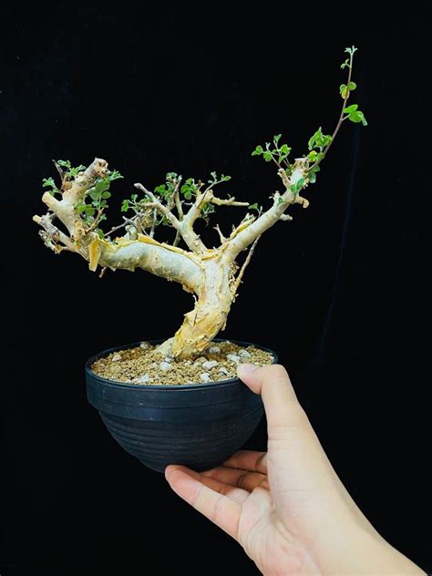 Commiphora Stocksiana Furniture Home Living Gardening Plants