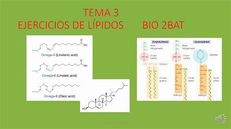 Ejercicios Lipidos Resueltos 2BAT YouTube