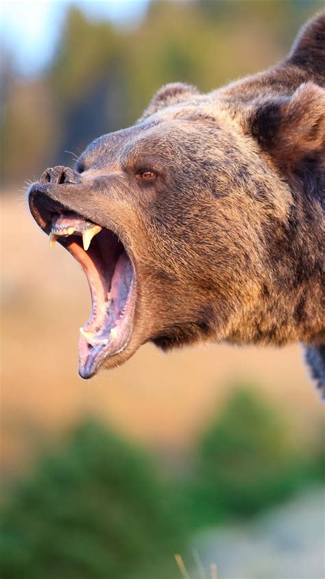 Wallpaper Brown bear roar 3840x2160 UHD 4K Picture, Image