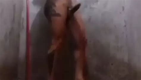 Free Shemale Shower Porn Videos Xhamster