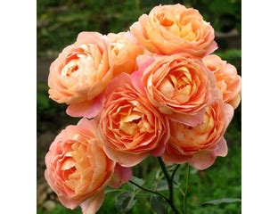Леди оф Шалот (Lady of Shalott) - описание, фото и отзывы на Rozariym.ru