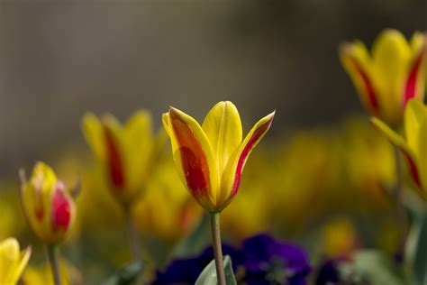 1024x768 Wallpaper Yellow And Red Petaled Flower Peakpx