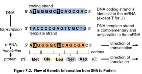 RNA and the Genetic Code Flashcards | Quizlet