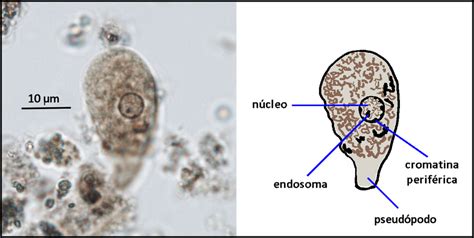 Entamoebacoliciclodevida