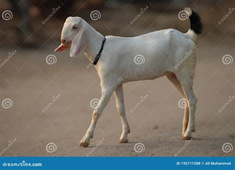 Goats A Dairy Animal In The Animal Farm Stock Photo Image Of English