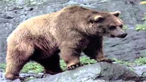 El Oso Mas Grande Del Mundo El Oso Kodiak Youtube