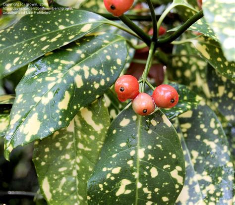 PlantFiles Pictures Aucuba Gold Dust Plant Japanese Laurel