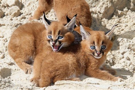 Meet Zoo Berlins Blue Eyed Baby Caracal Quadruplets Zooborns