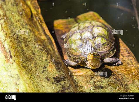 Top View Of A Funny Old Turtle Sitting On On A Wooden Platform Next To