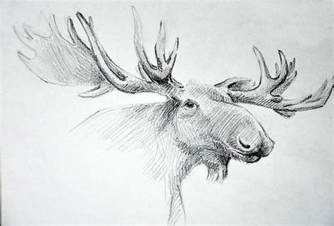 Moose Drawing By Karine Makartichan Saatchi Art Moose Illustration