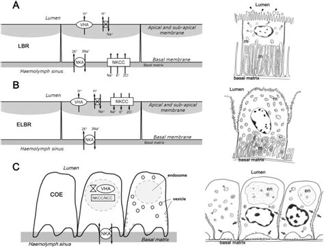 (A) The labyrinthine cells (LBR) have apical brush-border microvilli, a ...