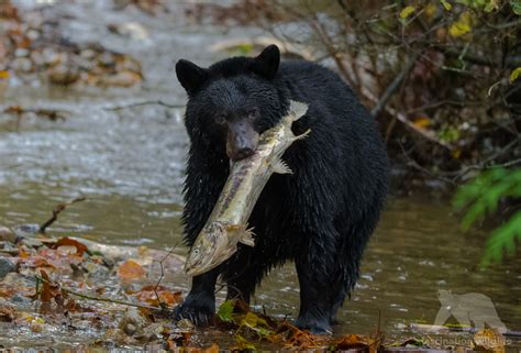 Black Bears Canada - Fascination Wildlife