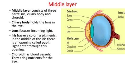 Class Eye Structure Online Presentation