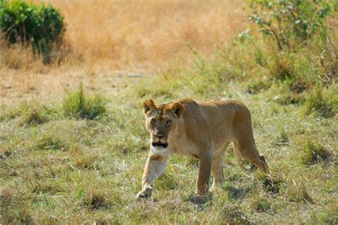 Here We Go Again Yet Another Lion On The Loose In Gauteng