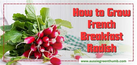 How To Grow French Breakfast Radish Agt