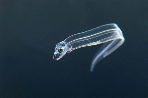 PsBattle: This European eel larvae : r/photoshopbattles