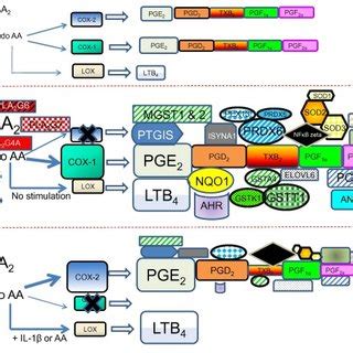 Proteinprotein Interactions In Eicosanoid Metabolism Proteinprotein