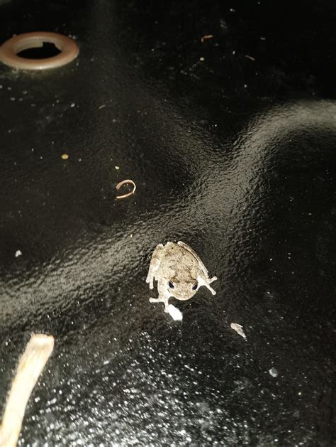 What frog is this? Mid-Atlantic ocean/east coast : r/frogs