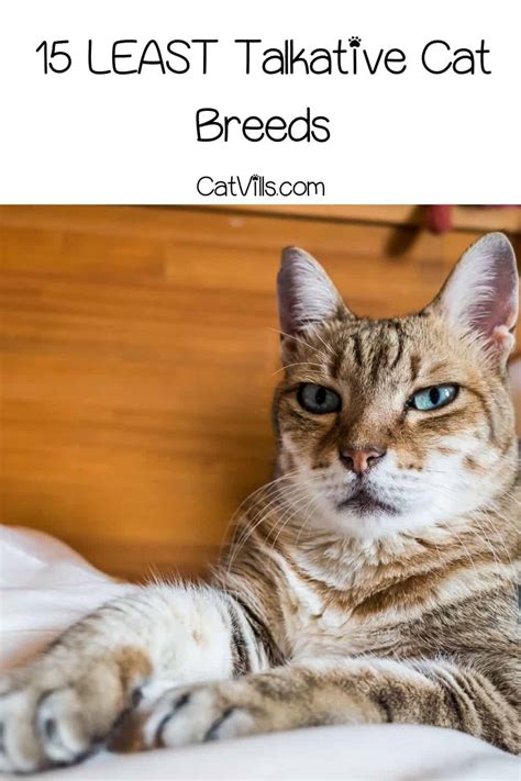 15 Quiet Cat Breeds For Harmony At Home