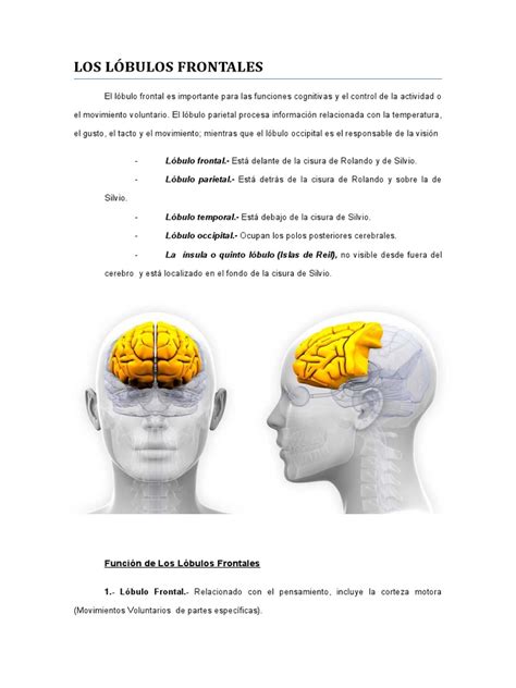 Los Lóbulos Frontales Pdf Psicología Cognitiva Neurociencia