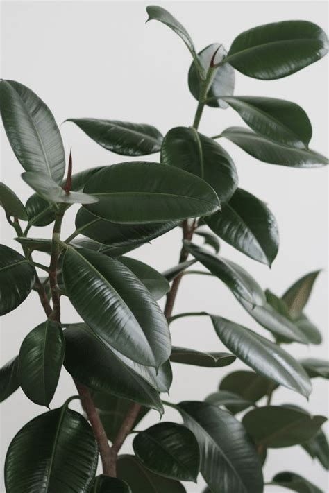 Rubber Plant Care Everything To Know About The Rubber Tree In