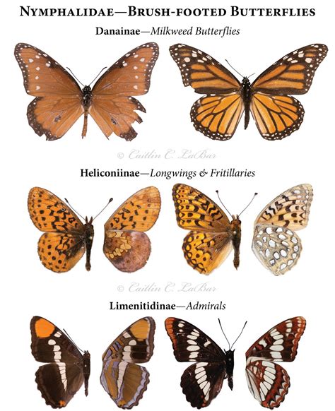 Northwest Butterflies Naming Lepidoptera