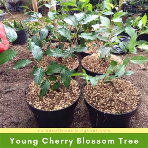 How To Grow Cherry Blossoms From Seed In Tropical Climates Names Of Trees In 2022 How To