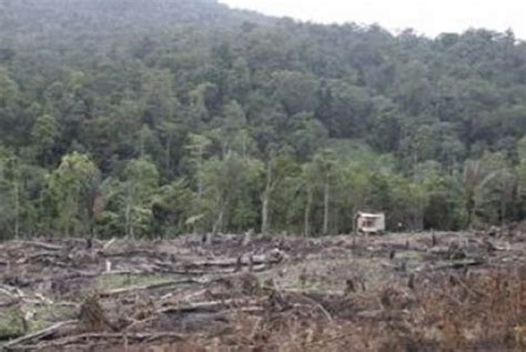 Tren Laju Penggundulan Hutan di Indonesia Terus Menurun | Republika Online