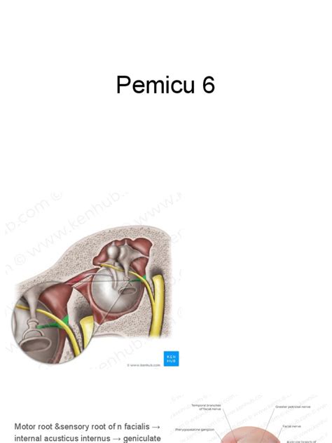 Fistula Preauricular Pdf Surgery Otorhinolaryngology