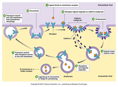 Endocytosis Diagram