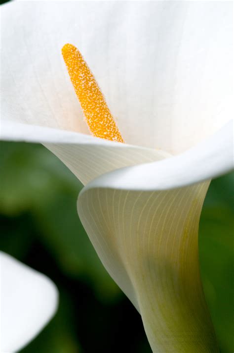 Flower Pictures-calla lily flower 42