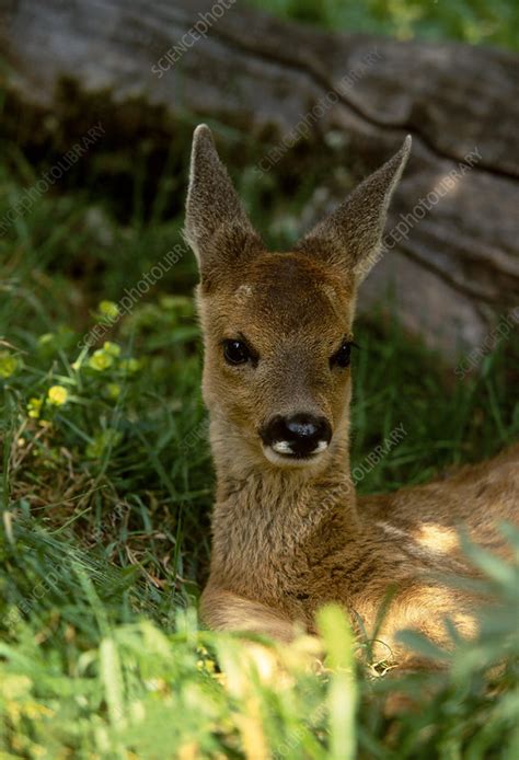 Roe deer fawn resting - Stock Image - C040/7114 - Science Photo Library