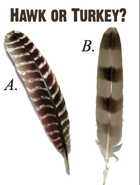 Coopers Hawk Feather