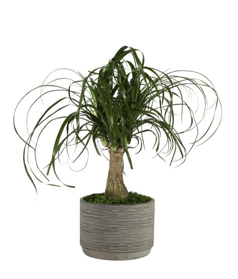 Ashima Assorted Foliage House Plants At