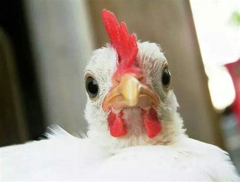 White Leghorn Bantam Best Egg Laying Chickens Chickens Backyard