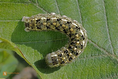 Graue Holzeule Raupe Bild Bestellen Naturbilder Bei Wildlife Media