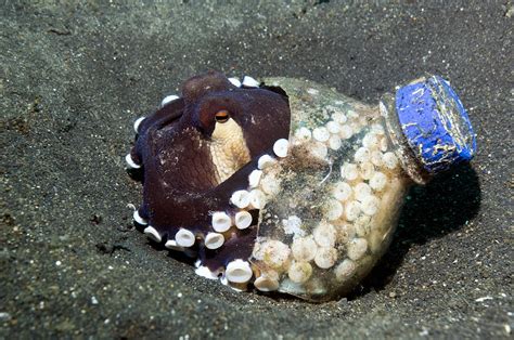 Veined Octopus Photograph by Georgette Douwma - Fine Art America