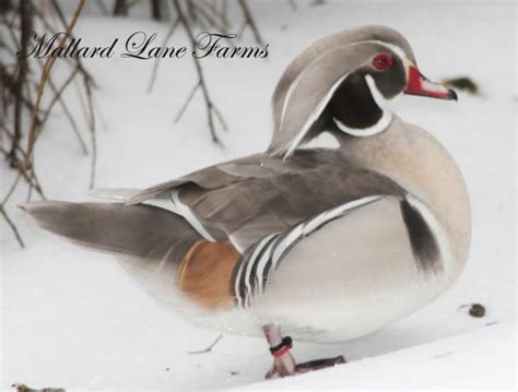 Silver Wood Duck pair - Ducks - Wild : : : : : Wood Duck