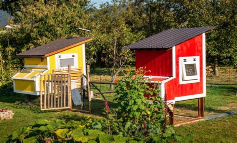 Your Guide To Building A Diy Chicken Coop For Your Backyard