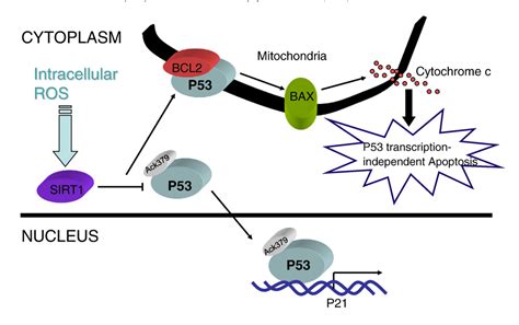 Figure From Sirt And P Effect On Cancer Senescence And Beyond