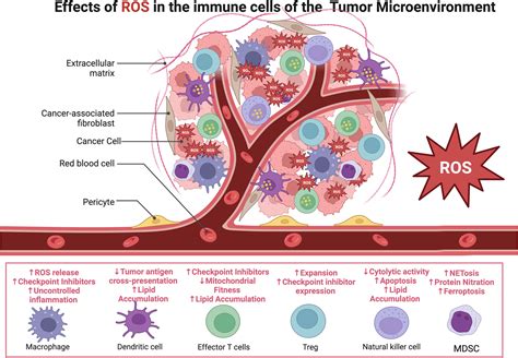 The Role Of Ros In Tumor Infiltrating Immune Cells And Cancer