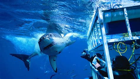 Shark Cage Diving - Hollywood Mansion