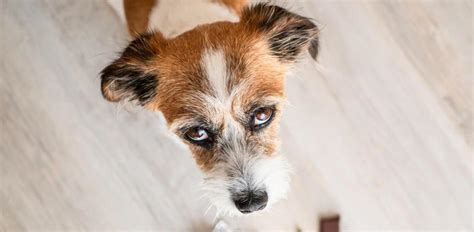 Tabla De Cuanto Chocolate Puede Matar A Un Perro