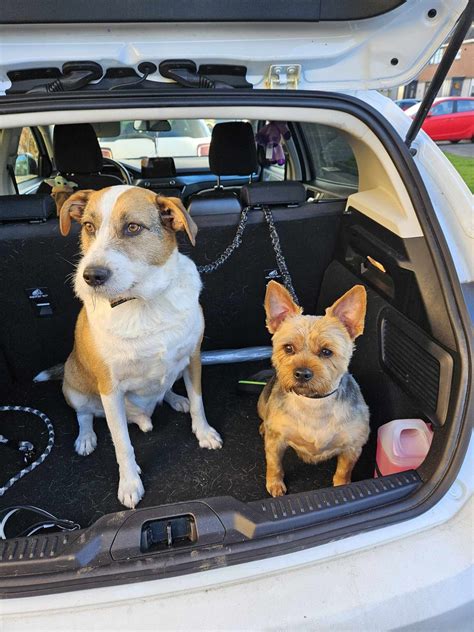 Pros And Cons Of Dog Long Lines Spanish Dog Rescue Spain Rescue